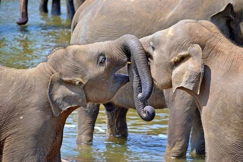Pinnawala Elephant Orphanage 